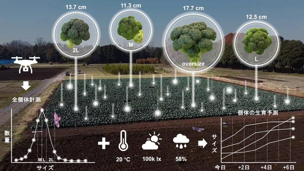 日本東京大學突破性研究:用無人機和AI人工智能來預測最佳的收穫日期!