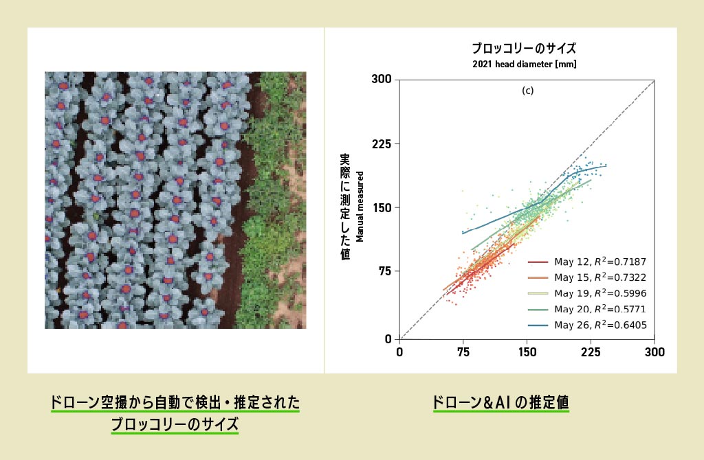 日本東京大學突破性研究:用無人機和AI人工智能來預測最佳的收穫日期!